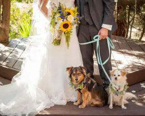 Creative Ways to Include Your Pet in Your Wedding Day