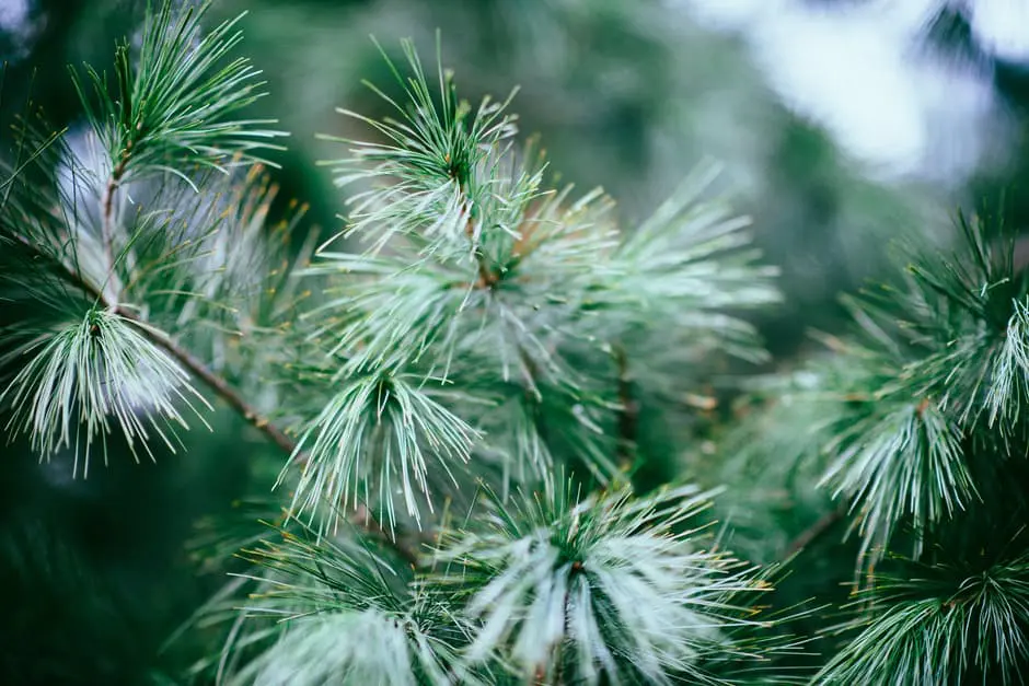 A close up of a pine tree with vibrant green needles, creating a picturesque scene perfect for rustic weddings.