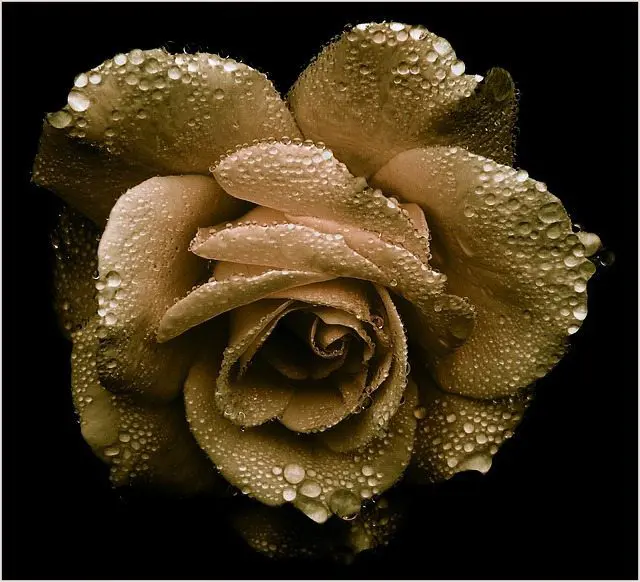 A gold rose, perfect for wedding business and planning, adorned with delicate water droplets on a striking black background.