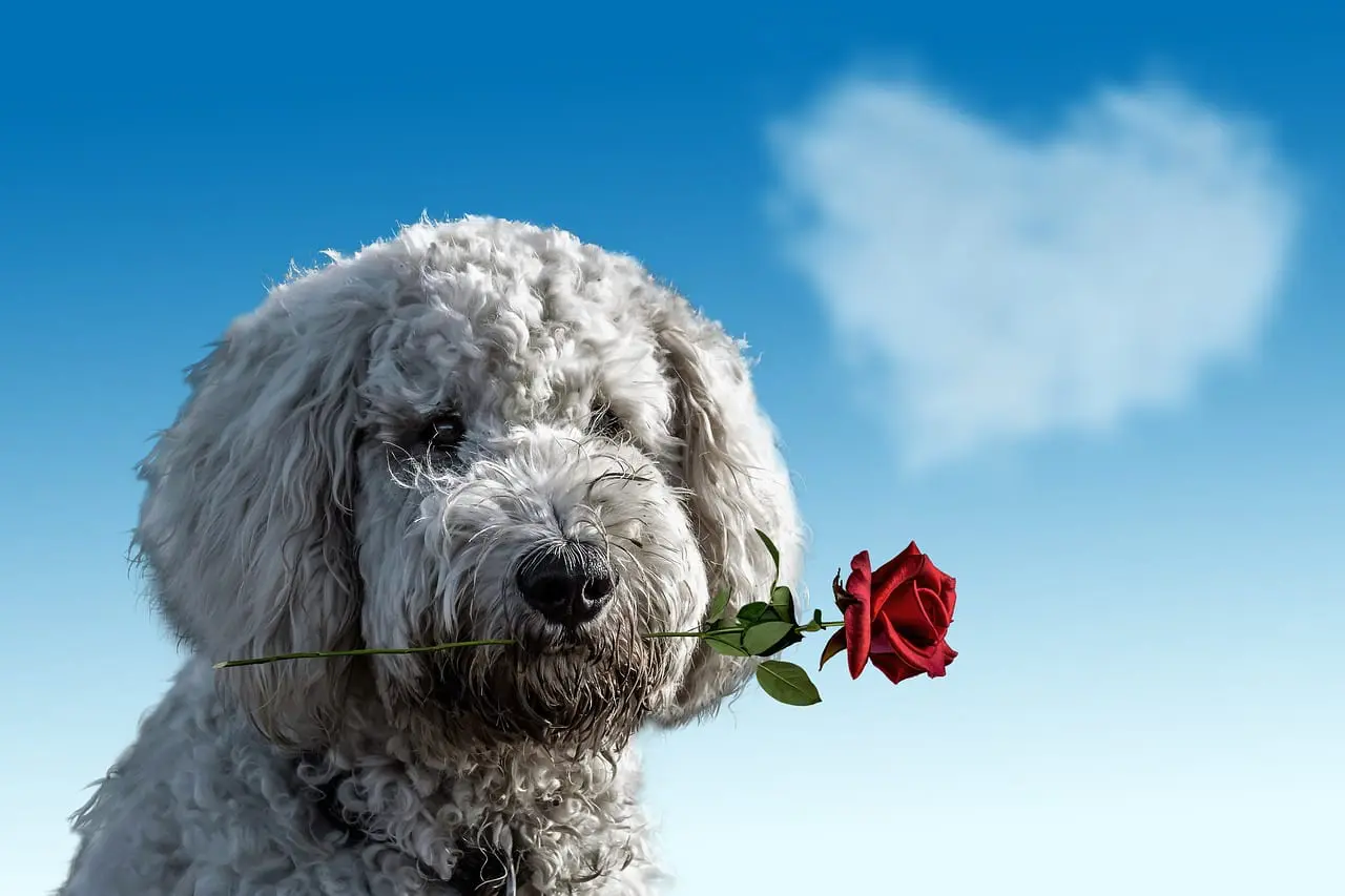 Wedding Guide - Including Your Dog in the Wedding