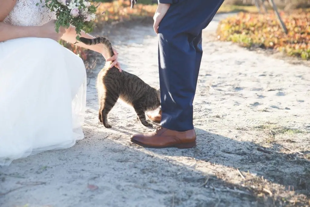 Make your Wedding Ceremony Magic and Memorable - bride cat and groom