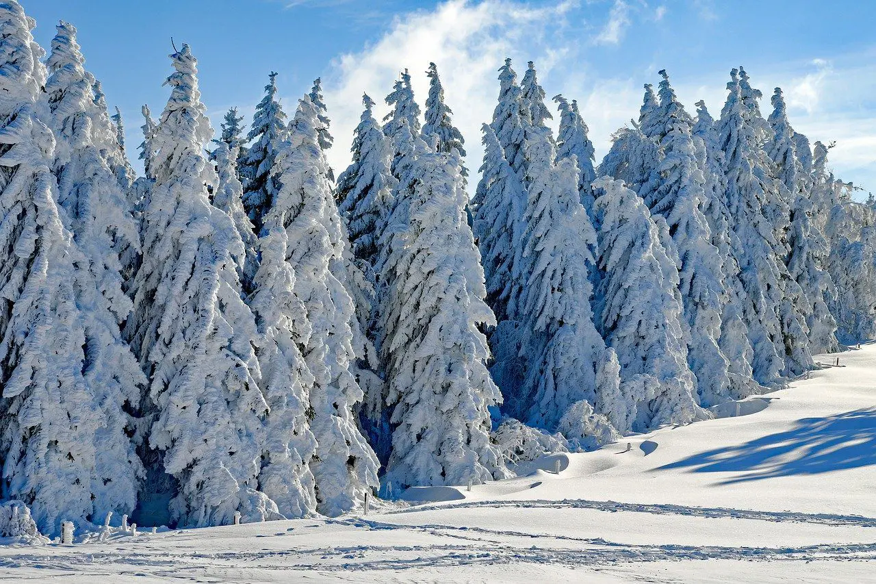 Snow-covered evergreen trees stand tall in a winter landscape with clear blue skies overhead, creating a picturesque setting perfect for wedding planning, with footprints visible in the snow.