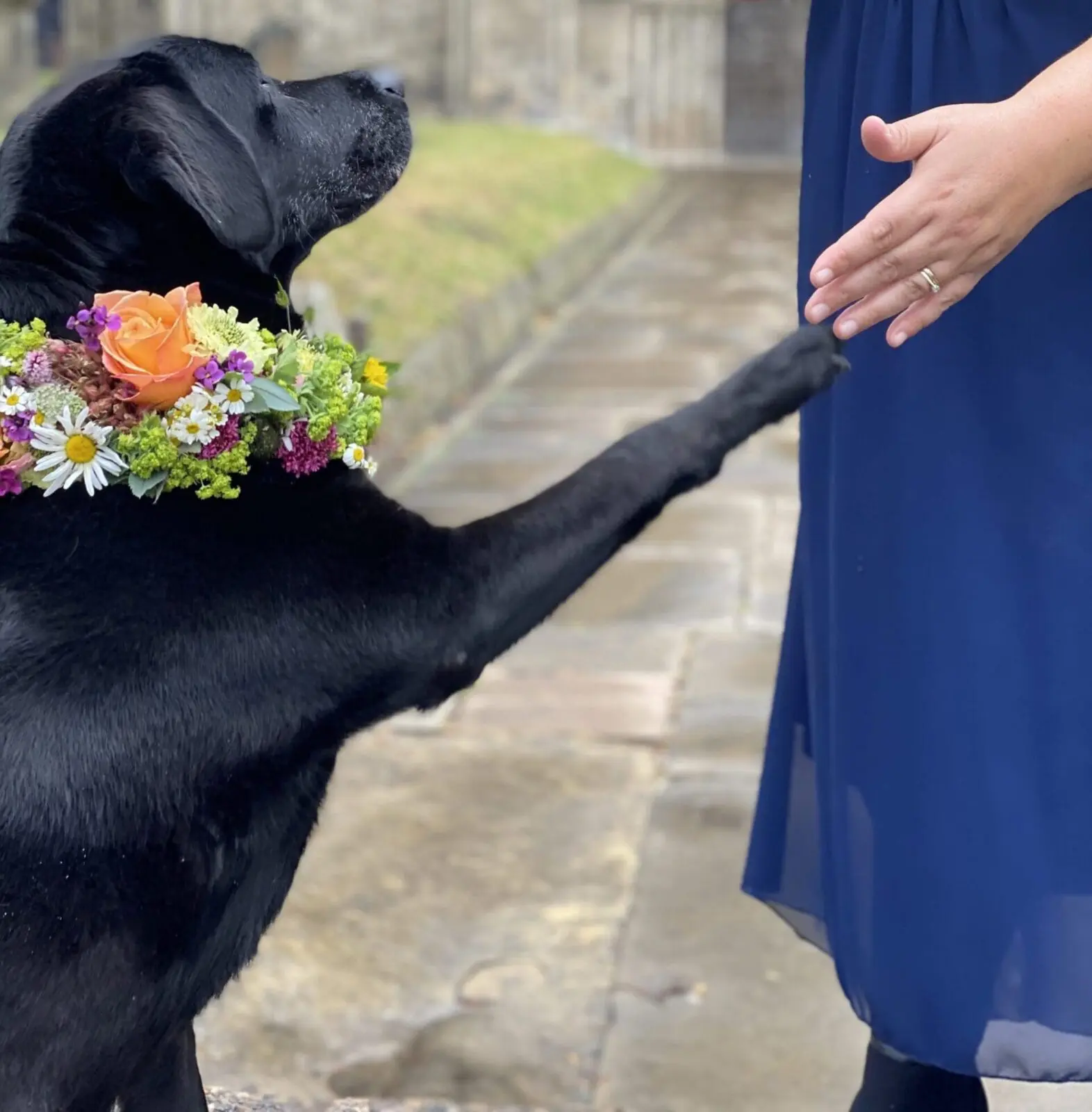 Dog Chaperone wedding