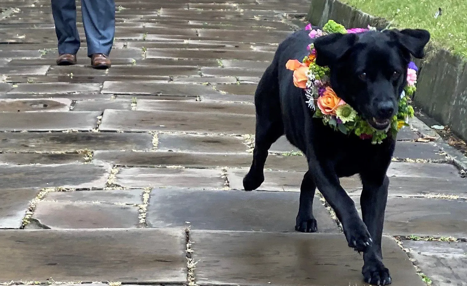Wedding dog