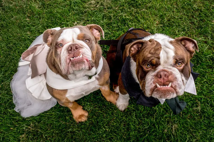Two bulldogs dressed in wedding outfits sit on grass, looking up at the camera.