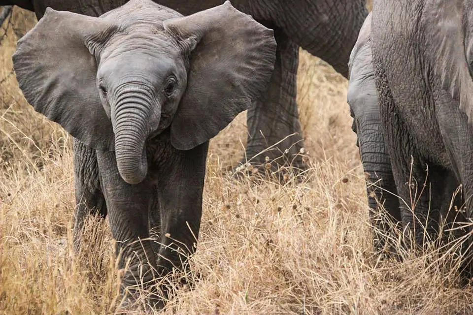 Multi destination honeymoons, Tanzania