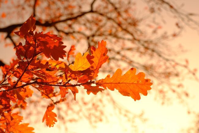 Close-up of orange and red autumn leaves on a tree branch with a blurred background of additional branches and a warm, glowing sky.
