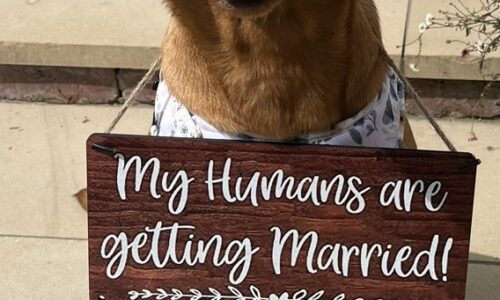 Quirky Extras – Dog Chaperones, First Dance, Keepsakes, Props & Confetti